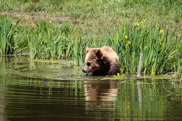 Braunbär - Ursus arctos