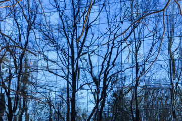 Reflection of trees in a glass wall. Metal construction, blue glass and trees without leaves in winter..