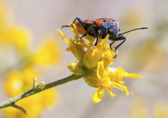 Milkweed bug (Oncopeltus fasciatus) on a yellow flower
