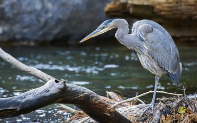 Great Blue Heron (Ardea herodias)
