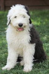 Olivia, a female Old English Sheepdog puppy