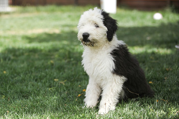 Olivia, a female Old English Sheepdog puppy