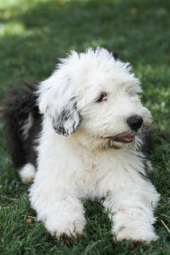 Olivia, a female Old English Sheepdog puppy