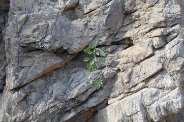 Plant on stone