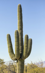 Saguaro cactus humorous middle finger gesture