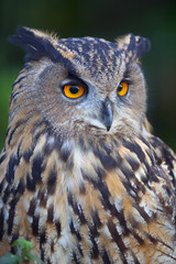 European Eagle Owl Bubo bubo close up portrait of head