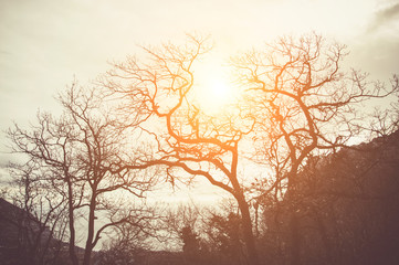 Fototapeta na wymiar Silhouette of trees in the sun