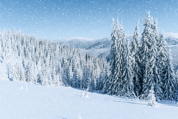 Fototapeta na wymiar Winter tree in snow. Carpathian, Ukraine, Europe. Bokeh light ef