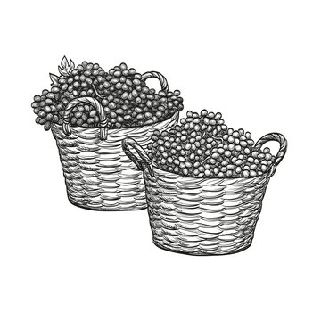 Grapes in baskets.