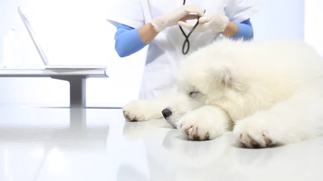 Veterinarian examining dog on table in vet clinic, and uses the computer