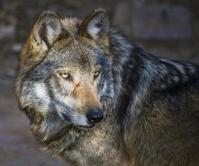 Mexican gray wolf (Canis lupus baileyi)