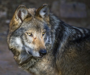 Mexican gray wolf (Canis lupus baileyi) © RbbrDckyBK