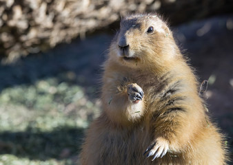 Fat black-tailed prairie dog (Cynomys ludovicianus)