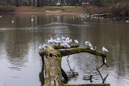 Seagulls sitting on an old tree felled in the water. Lake in the city park in Warsaw, Poland..