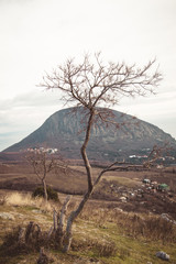 Tree on a background of mountain