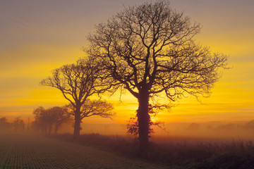 Arable and Oaks on a frosty sunrise Gimingham farmland Norfolk winter