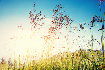 The sun's rays breaking through the grass.