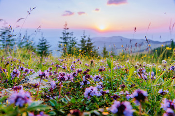 wildflowers in the mountains at sunset