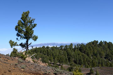 Baum an der Vulkanroute, La Palma