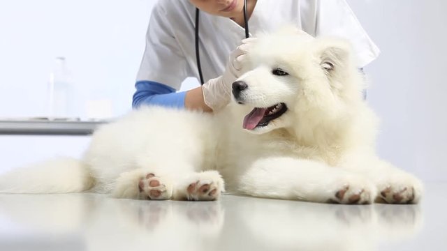 Veterinarian examining dog on table in vet clinic. exam of teeth, ears , fur and paw