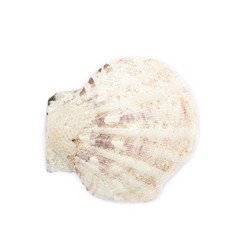 Sea shell isolated