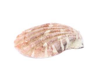 Sea shell isolated