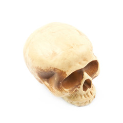 Human skull resin replica isolated