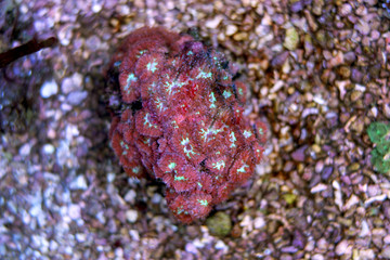 Blastomussa Pink Coral (Blastomussa merletti)