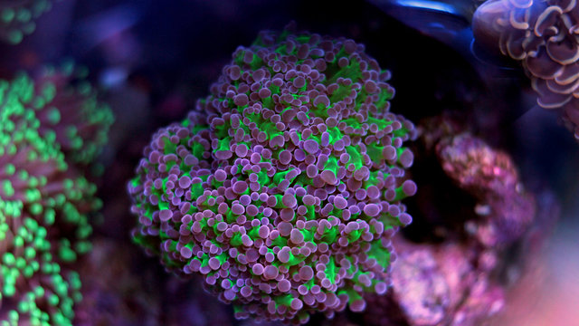 Frogspawn Amazing colorful coral 