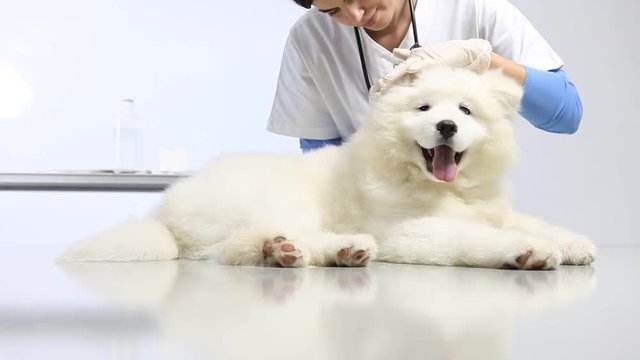 Veterinarian examining dog on table in vet clinic, and uses the digital tablet