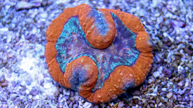 Colorful Lobophyllia LPS coral 
