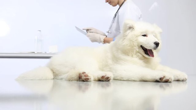 Veterinarian examining dog on table in vet clinic, and uses the digital tablet