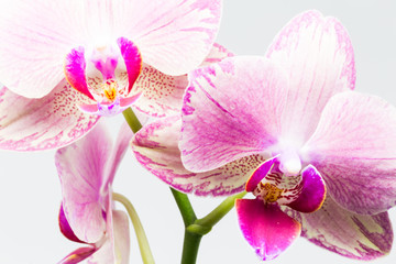 Fototapeta na wymiar 2 orchid flowers/Close-up of pink and white orchid phalaenopsis isolated on white
