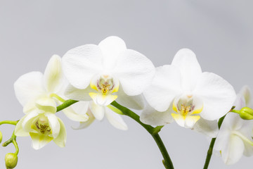 Obraz na płótnie Canvas Beautiful White orchid/orchid flower covered with water drops, isolated on a white background