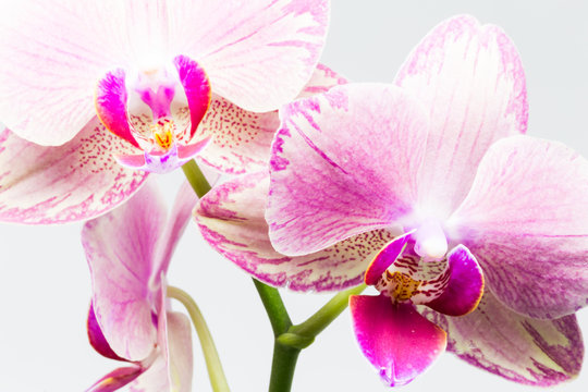 Fototapeta 2 orchid flowers/Close-up of pink and white orchid phalaenopsis isolated on white