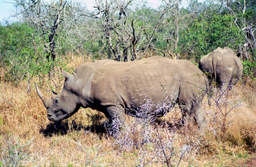 Fototapeta premium White rhino, Mkhaya Game Reserve, Swaziland