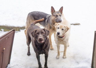 Fototapeta premium Triple the fun