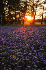 Purple flowers field on the sunset. Phacelia plantation. Honey plants. Beautiful countryside natural landscape