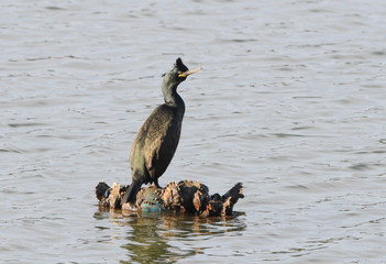 European shag resting during high tide 