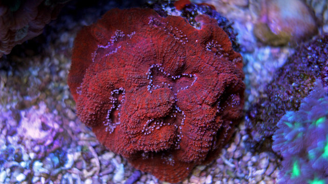 Colorful Lobophyllia LPS coral 