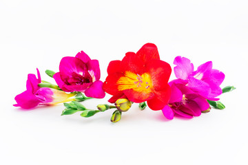 Pink and red freesia flowers on white background. Flat lay, top view. Floral background.