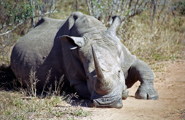 White rhino, Mkhaya Game Reserve, Swaziland