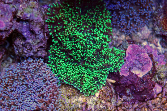 Multicoloured Hairy Mushroom Corals