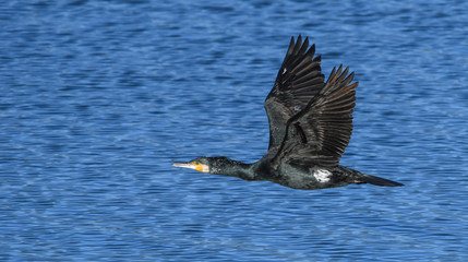Great cormoran in flight on the marsh 