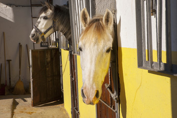 Caballos en picadero
