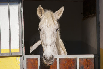 Caballo en picadero