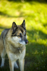 Portrait of an adult and a very intelligent dog on the nature. Mixed Shepherd and Husky