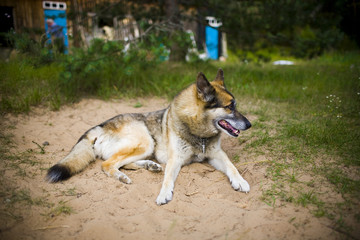 Portrait of an adult and a very intelligent dog on the nature. Mixed Shepherd and Husky