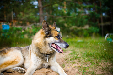 Portrait of an adult and a very intelligent dog on the nature. Mixed Shepherd and Husky