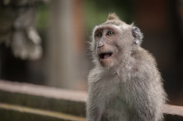 Balinese Long-Tailed Monkey. The Ubud Monkey Forest is a nature reserve and Hindu temple complex in Ubud, Bali, Indonesia. These monkeys are also called crab-eating macaques or long tailed macaques.